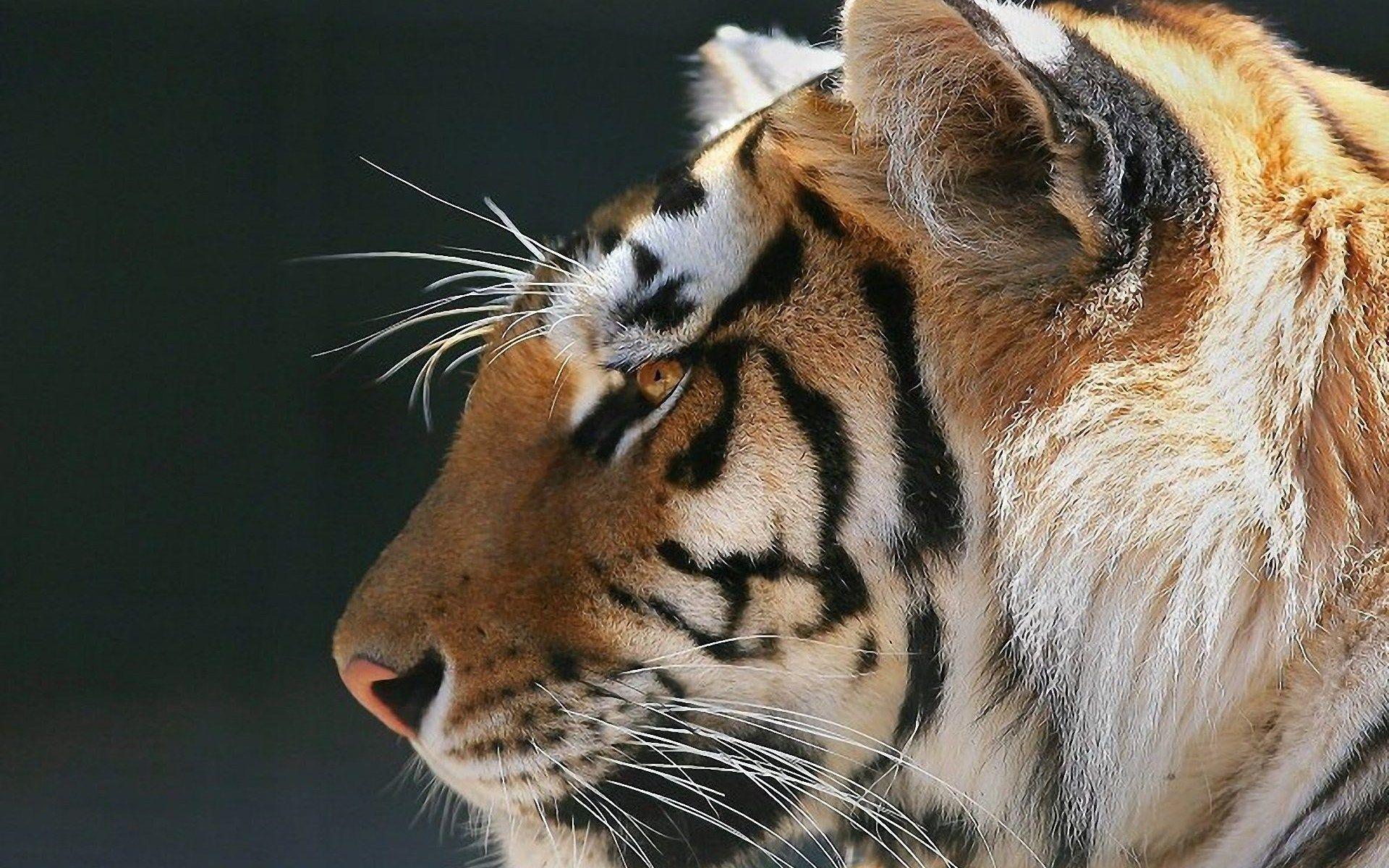 Tiger Face Wallpapers Hd Pictures