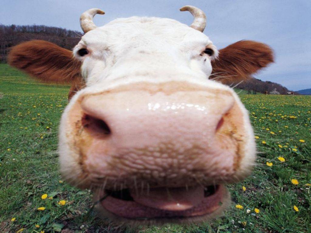 Funny cow wallpaper. My funny world