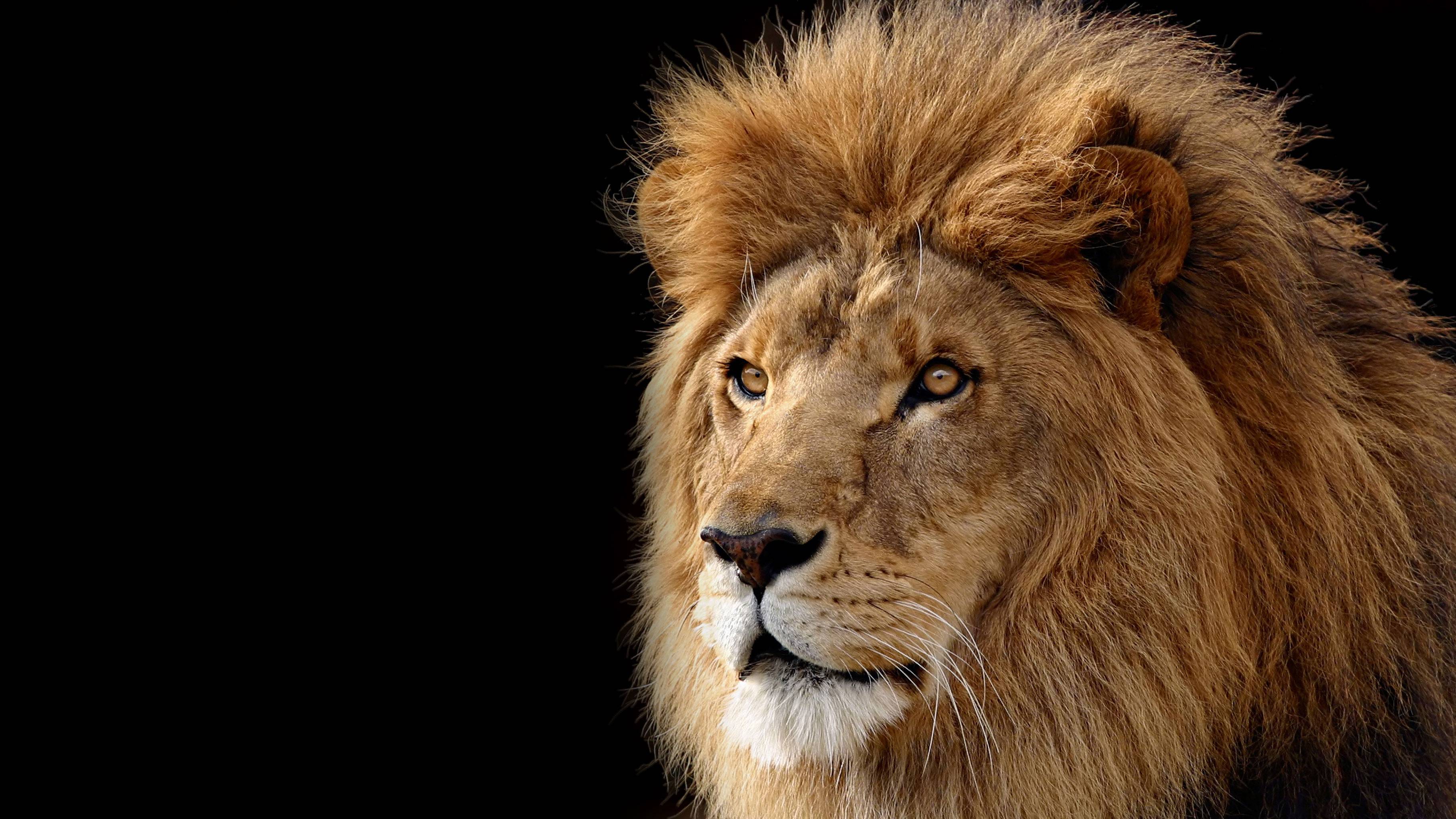 Lion Wallpaper. Sky HD Wallpaper