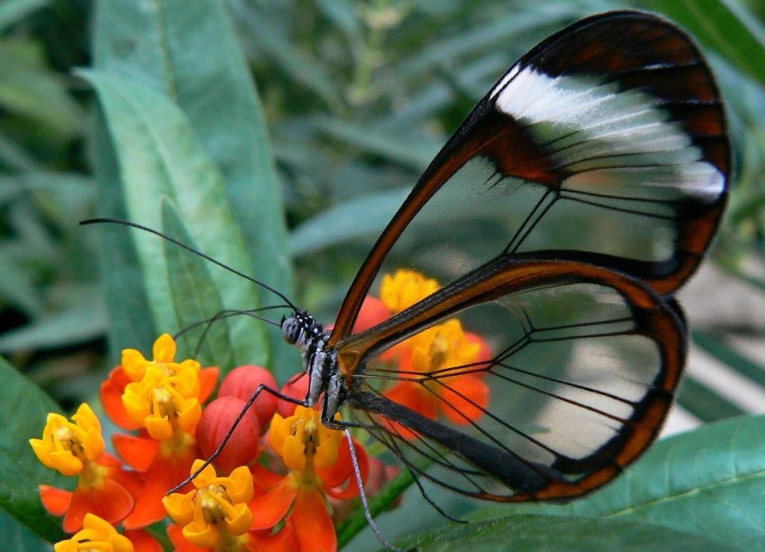 The Glasswing Butterfly HD Wallpaper