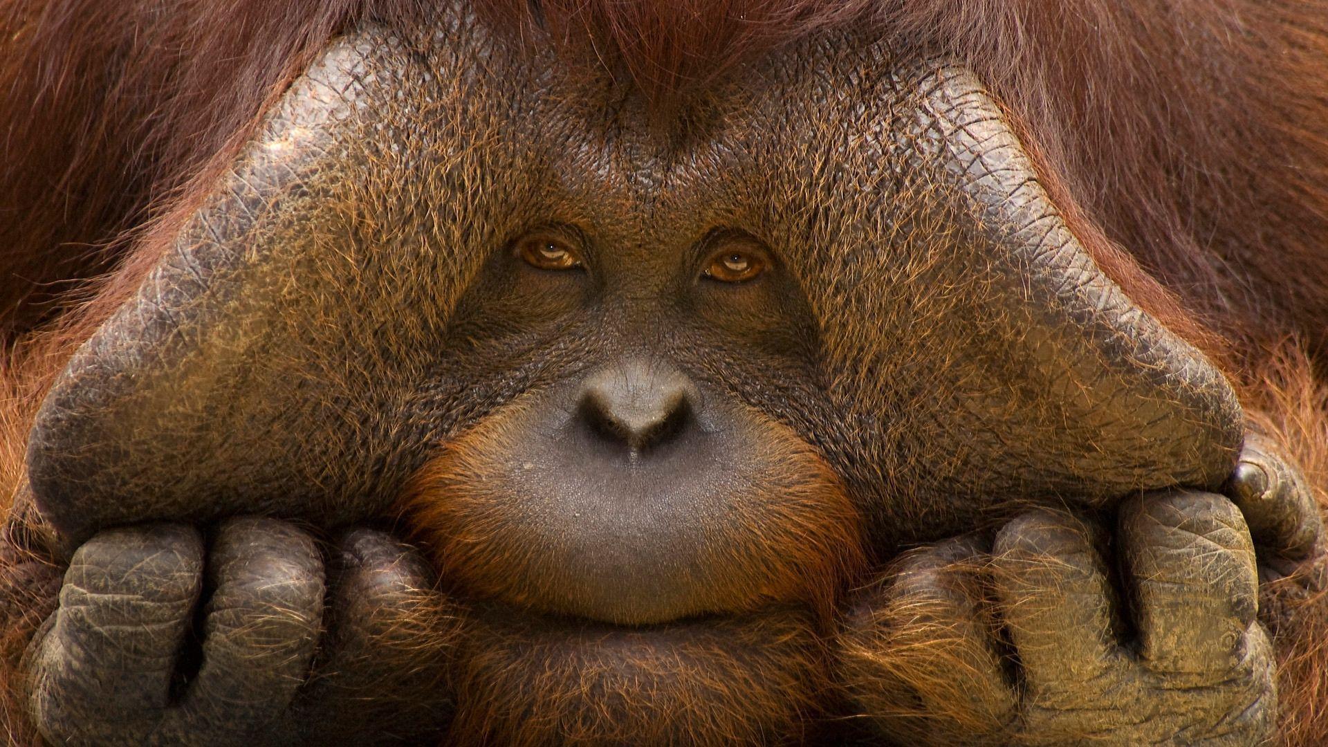 image For > Orangutan Baby Wallpaper