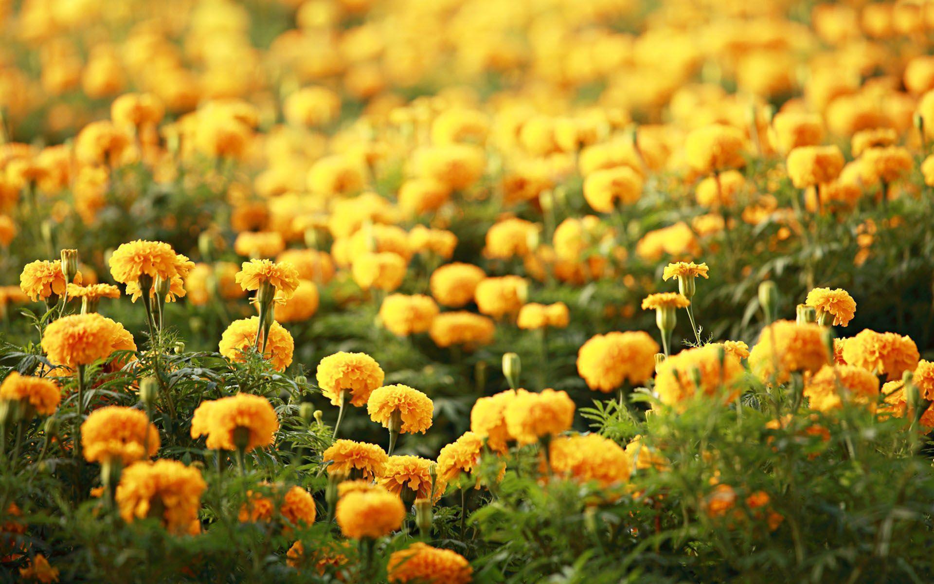 Summer Flowers