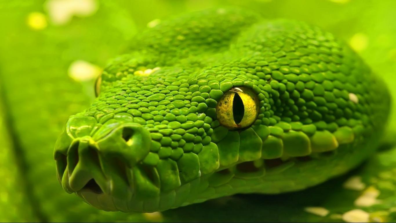 Green Python Free HD Wallpaper Deskx768PX Wallpaper Free