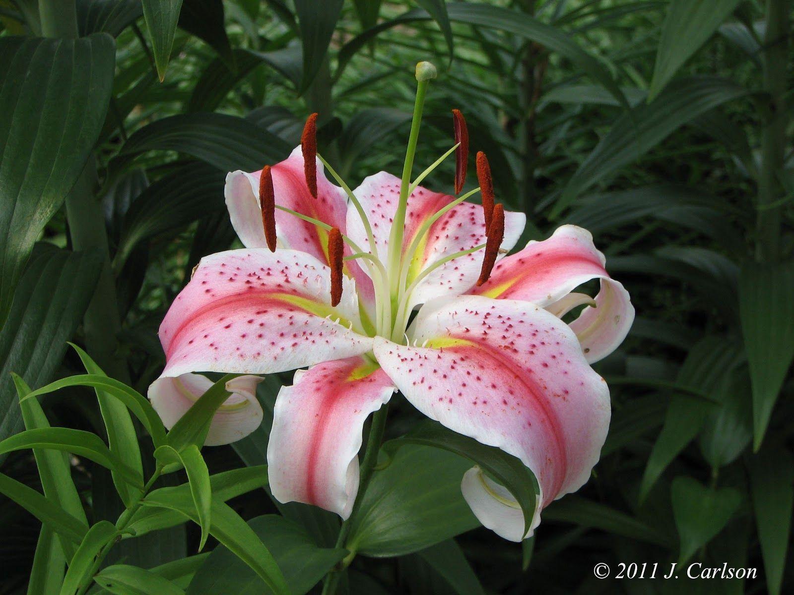 image For > White Stargazer Lilies