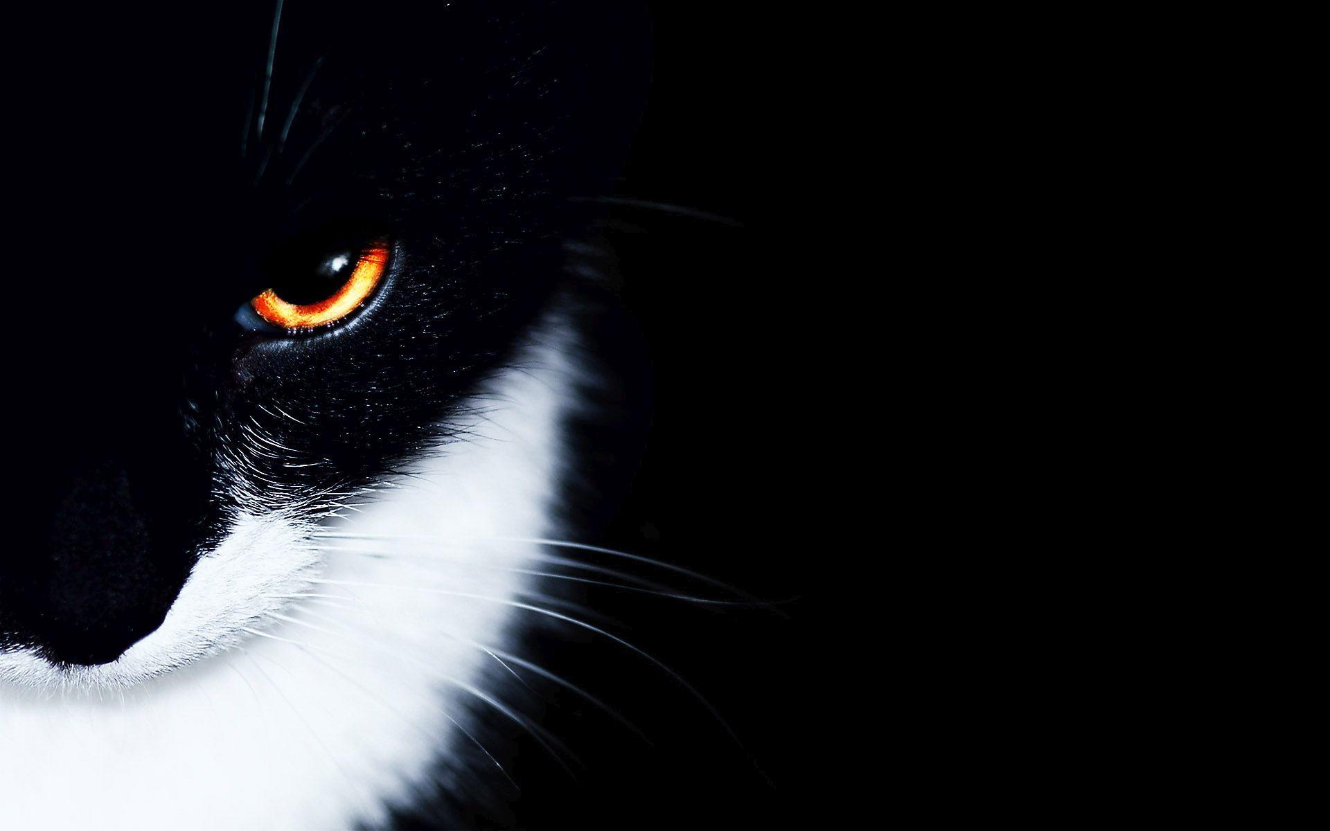 Black And White  Cat  Wallpapers  Wallpaper  Cave