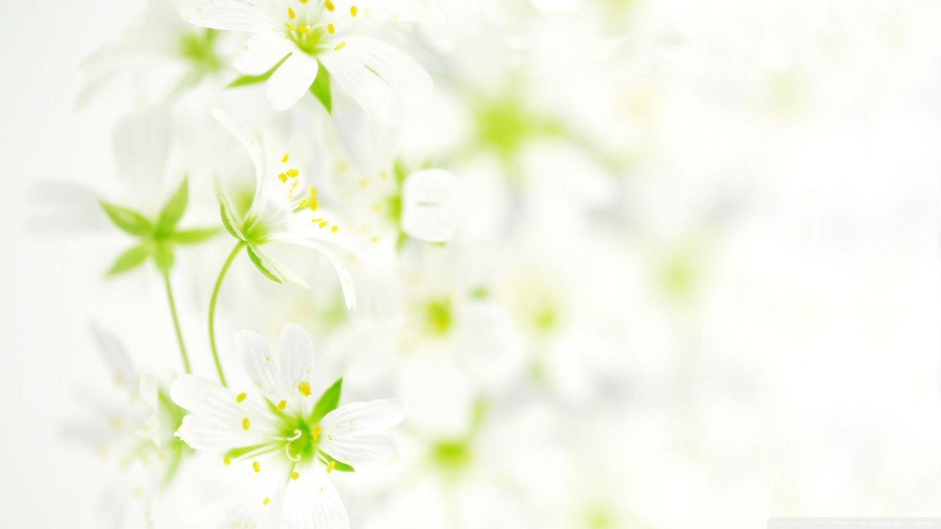 white flower wallpaper Search Engine