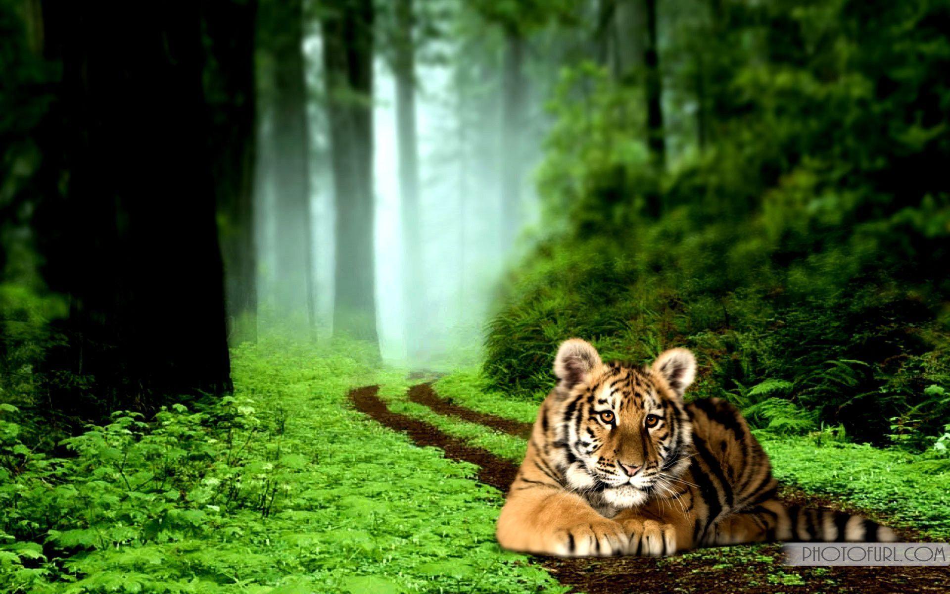 Tiger Background wallpaper