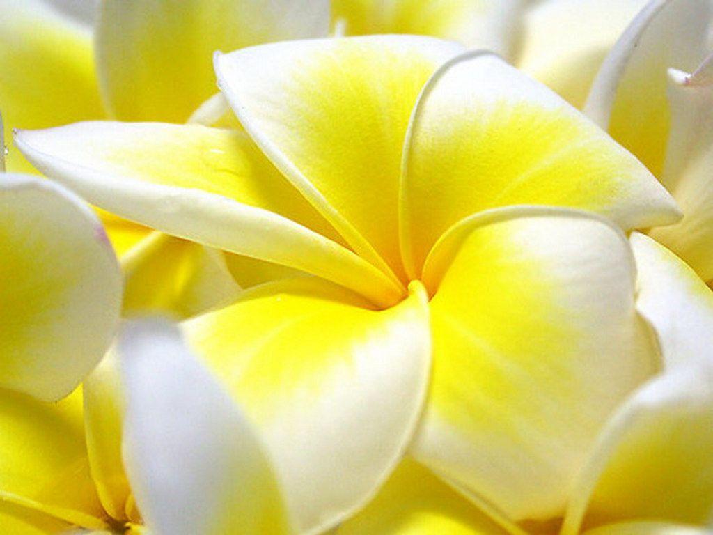 Full HD Flowers Wallpapers - Wallpaper Cave