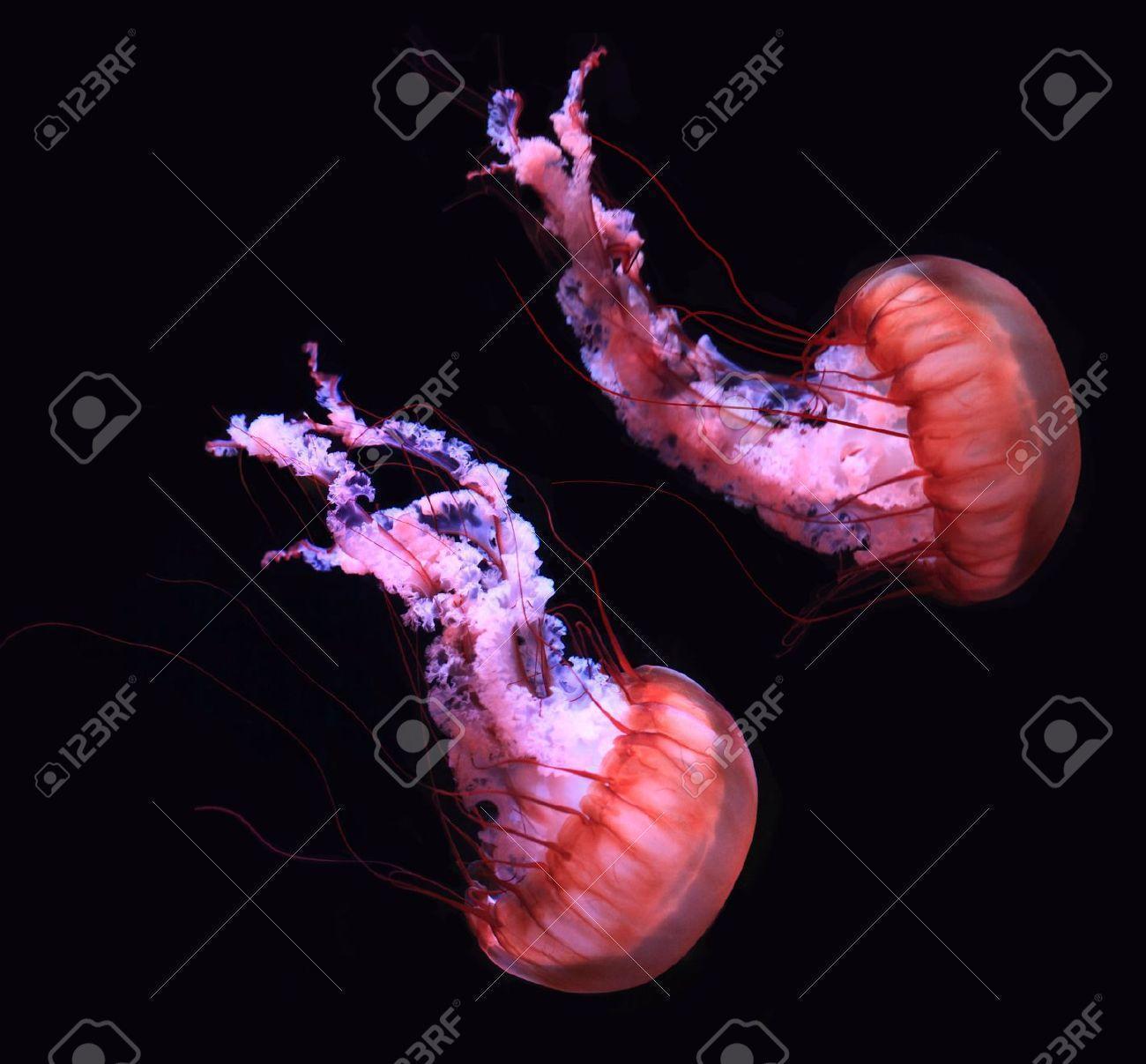 Jellyfish Jelly Fish In Red Color Over Black Background Stock