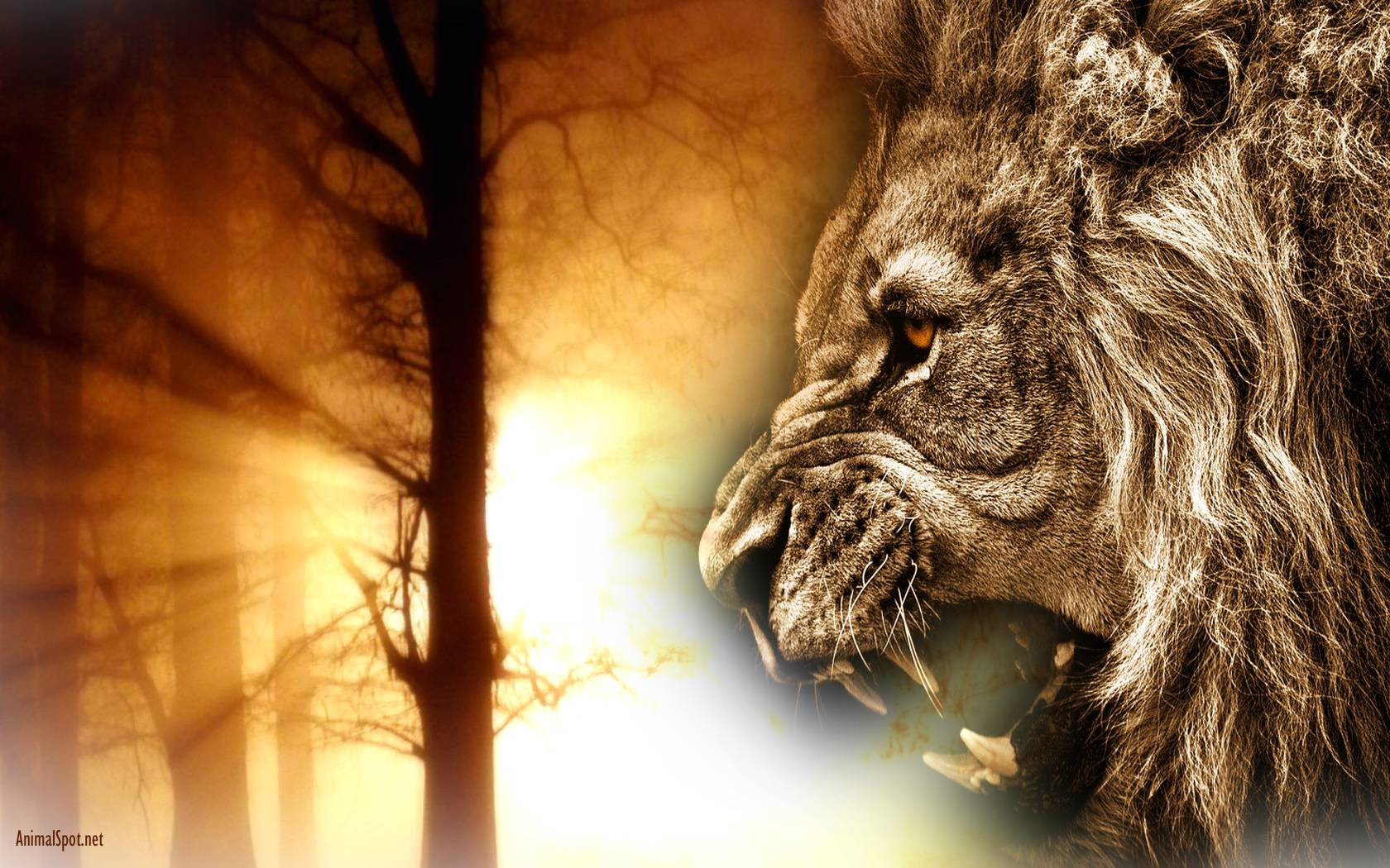 Lion Face Wallpapers Wallpaper Cave