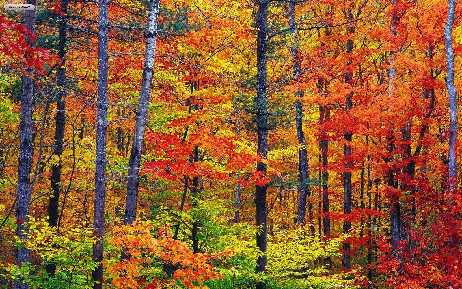 Fall Season Desktop Background