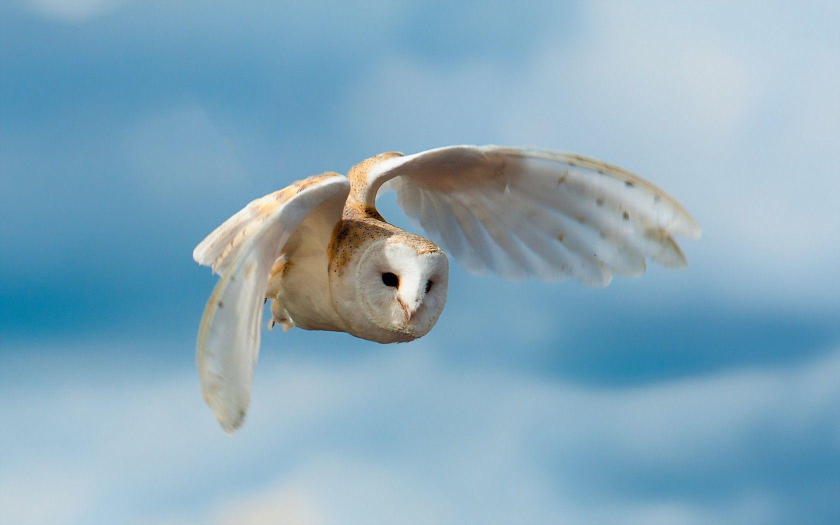Animals For > Flying White Owl Wallpaper