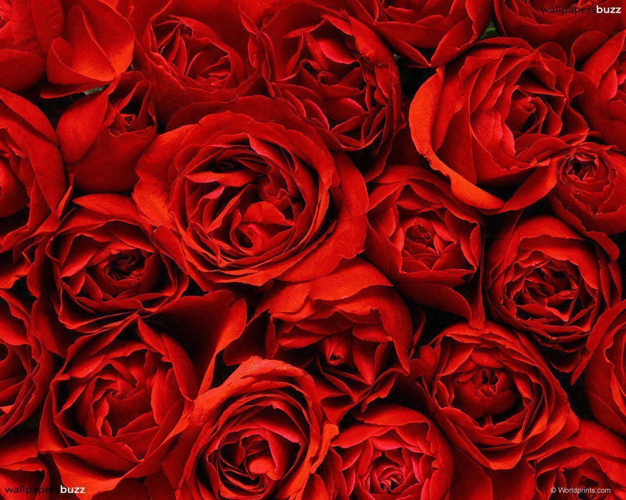 Flowers For > Picture Of Red Roses Wallpaper