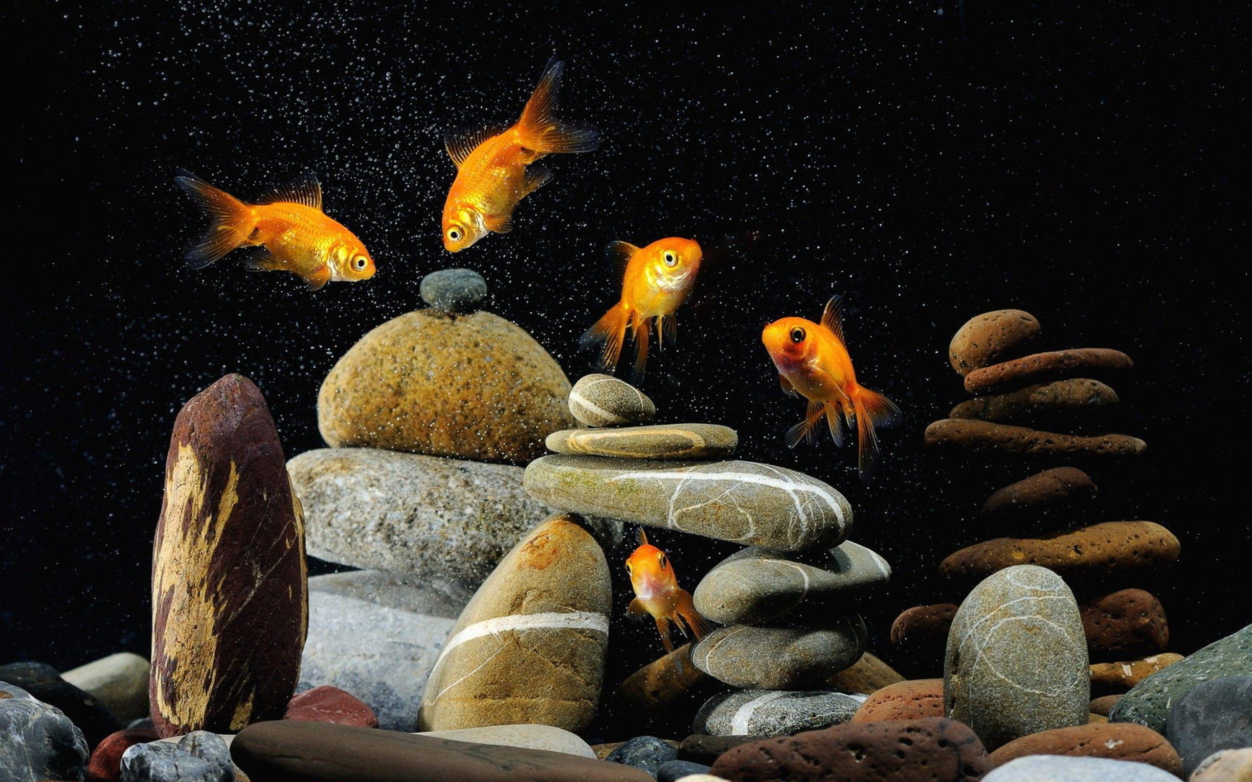 Animals goldfish aquarium wallpaperx1600