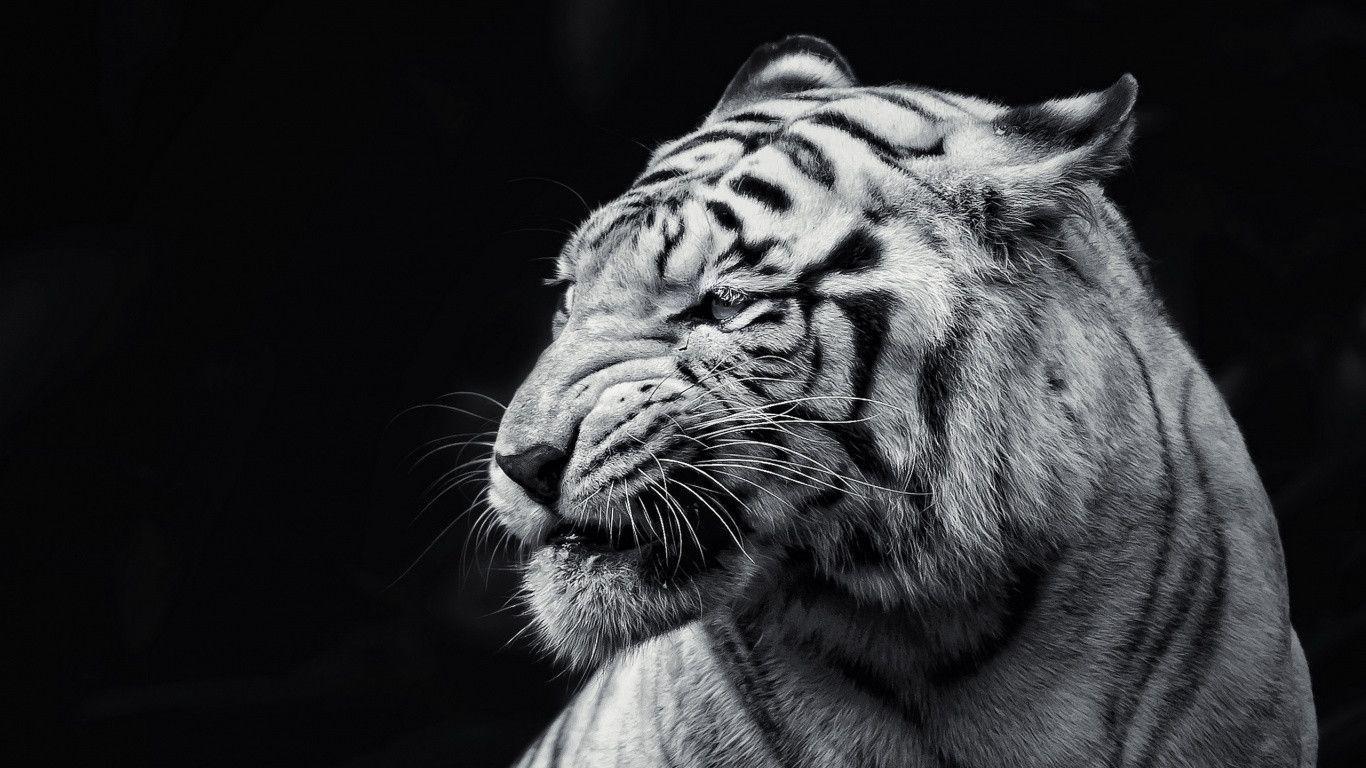 Download Amazing White Tiger Wallpaper in 1366x768 Resolution