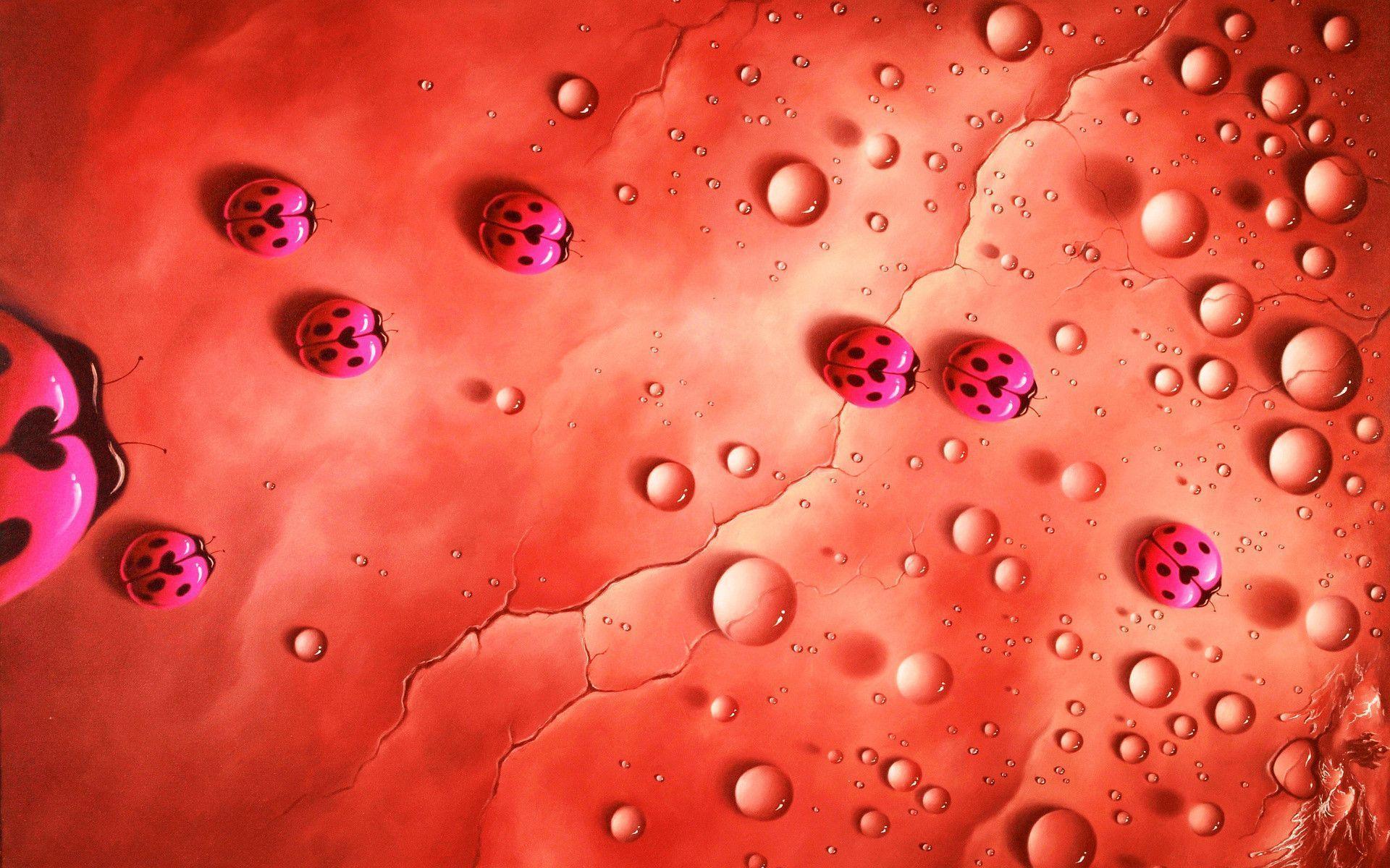 Ladybug Computer Wallpaper, Desktop Background 1920x1200 Id: 276032