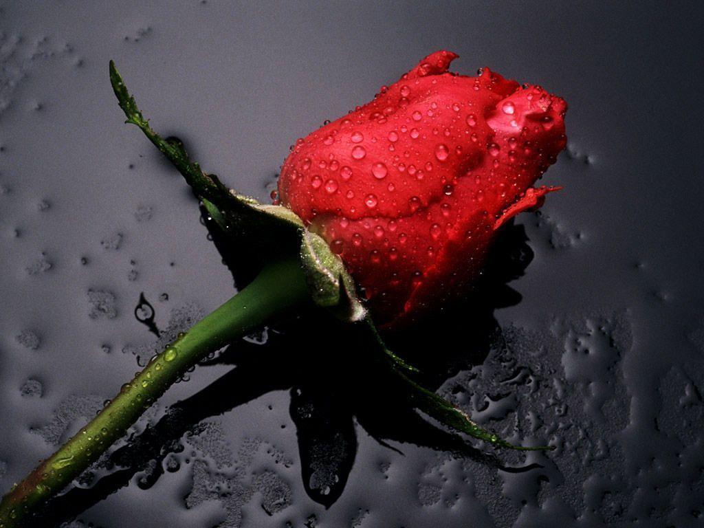 Free Red Rose Flowers HD Amazing Wallpaper Download Background