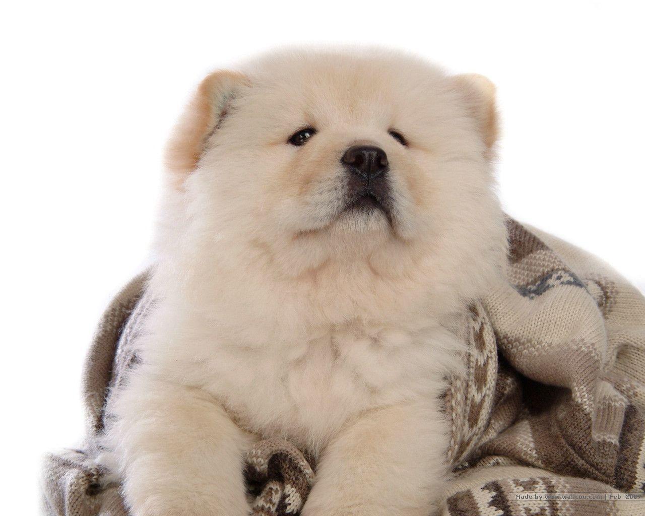 Chow Chow Ages 16132 High Resolution. HD Wallpaper & Picture