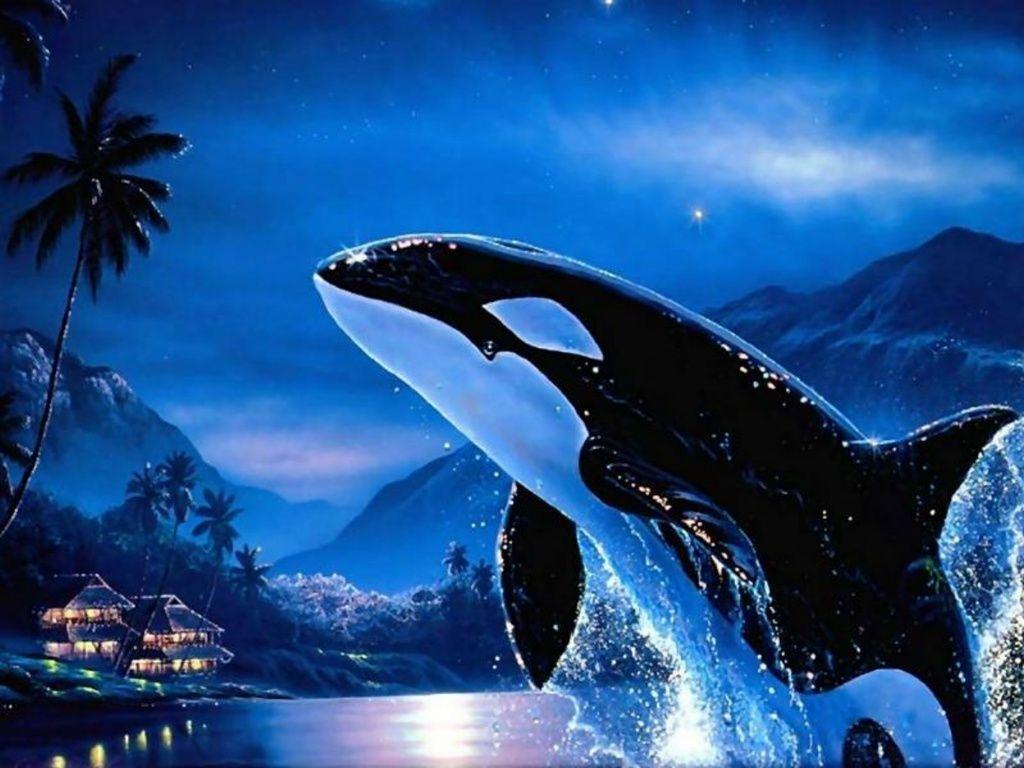 image For > Orca Wallpaper