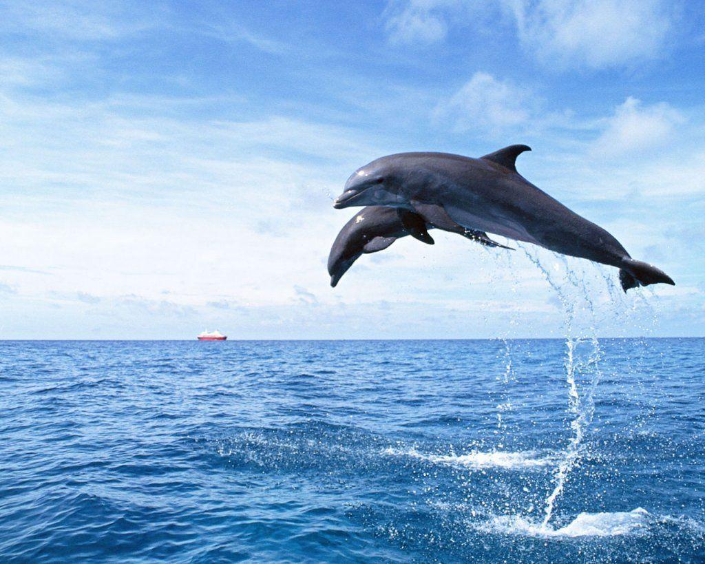 Beautiful Friendly Dolphin in The Sea Desktop Wallpaper. Download
