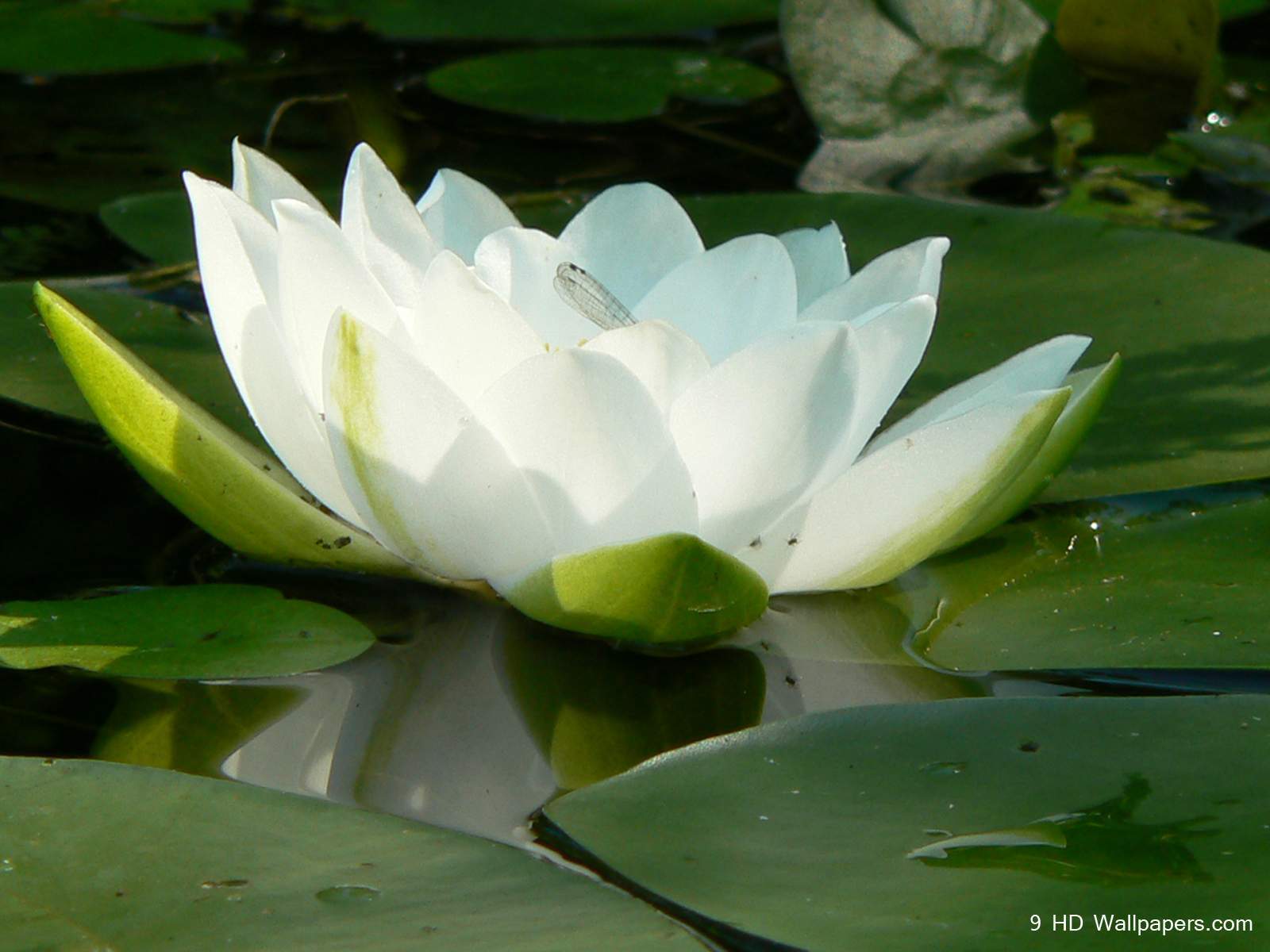 Lotus Flower HD Wallpaper, Flowers Image And Photo