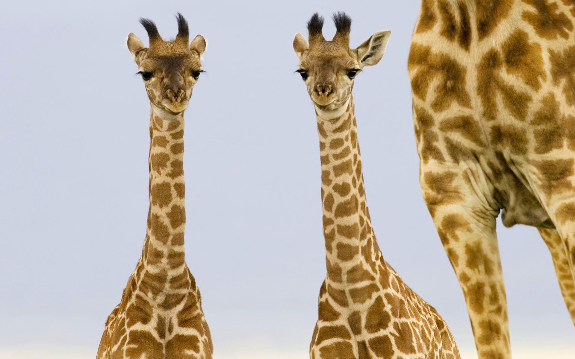 Desktop Wallpaper · Gallery · Animals · Giraffe babies. Free