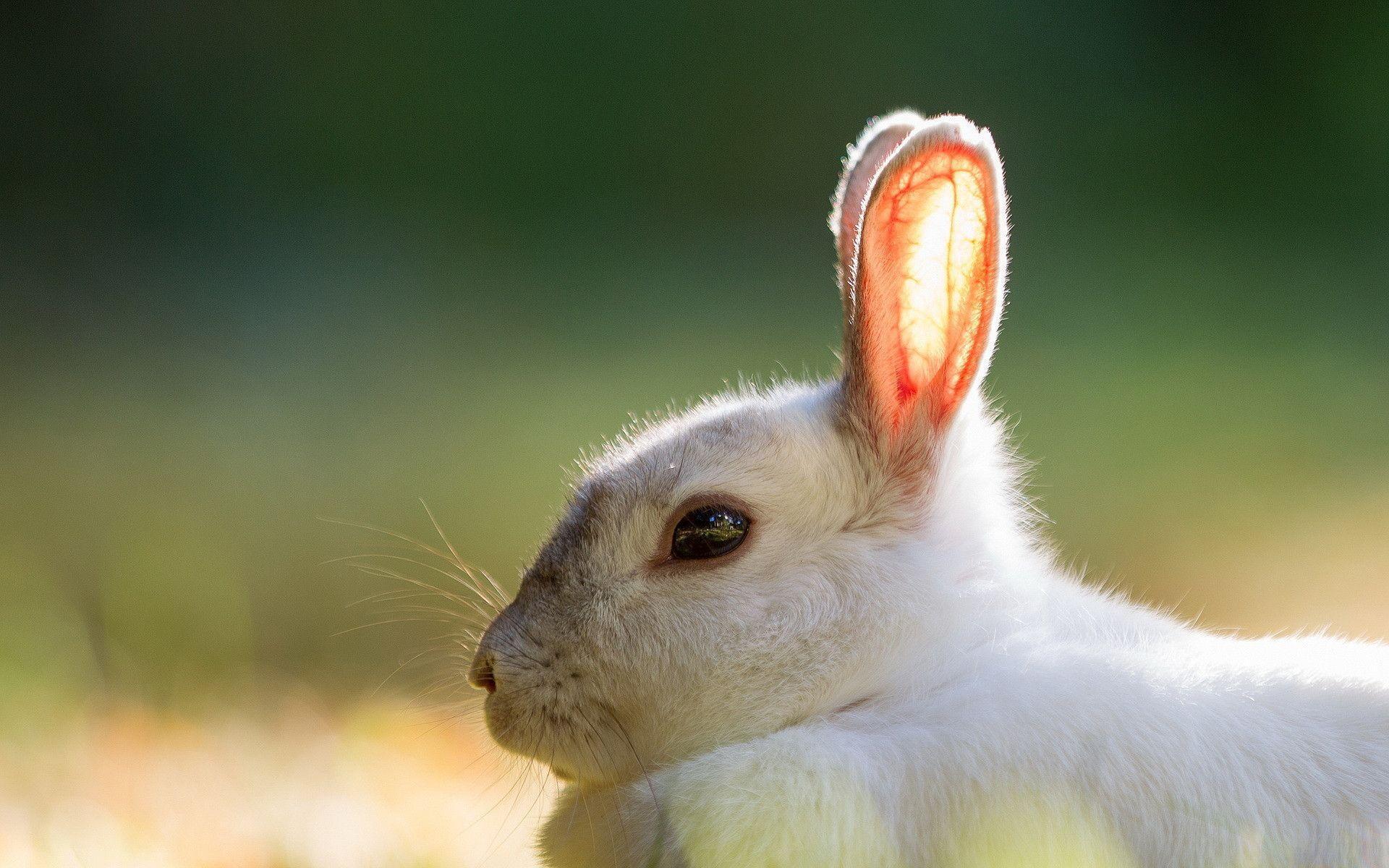 Download Lonely Cute White Rabbit HD Wallpaper Rabbit Wallpaper