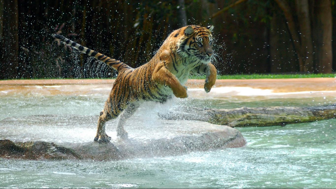 Wallpapers Hd Tiger Baby Hd Image 3 HD Wallpapers