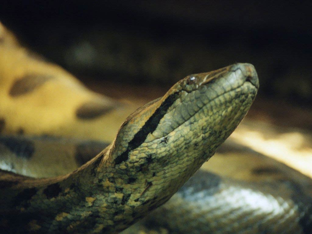 Anaconda HD Wallpaper. Anaconda Snake Picture