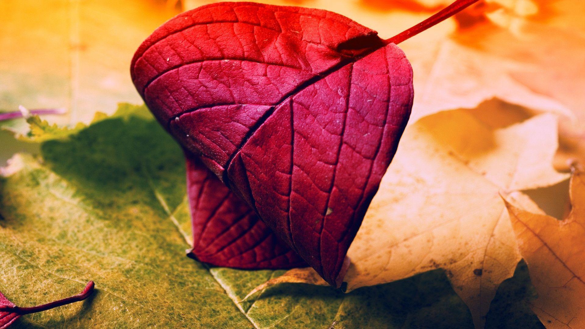 Red Leaf Wallpapers - Wallpaper Cave