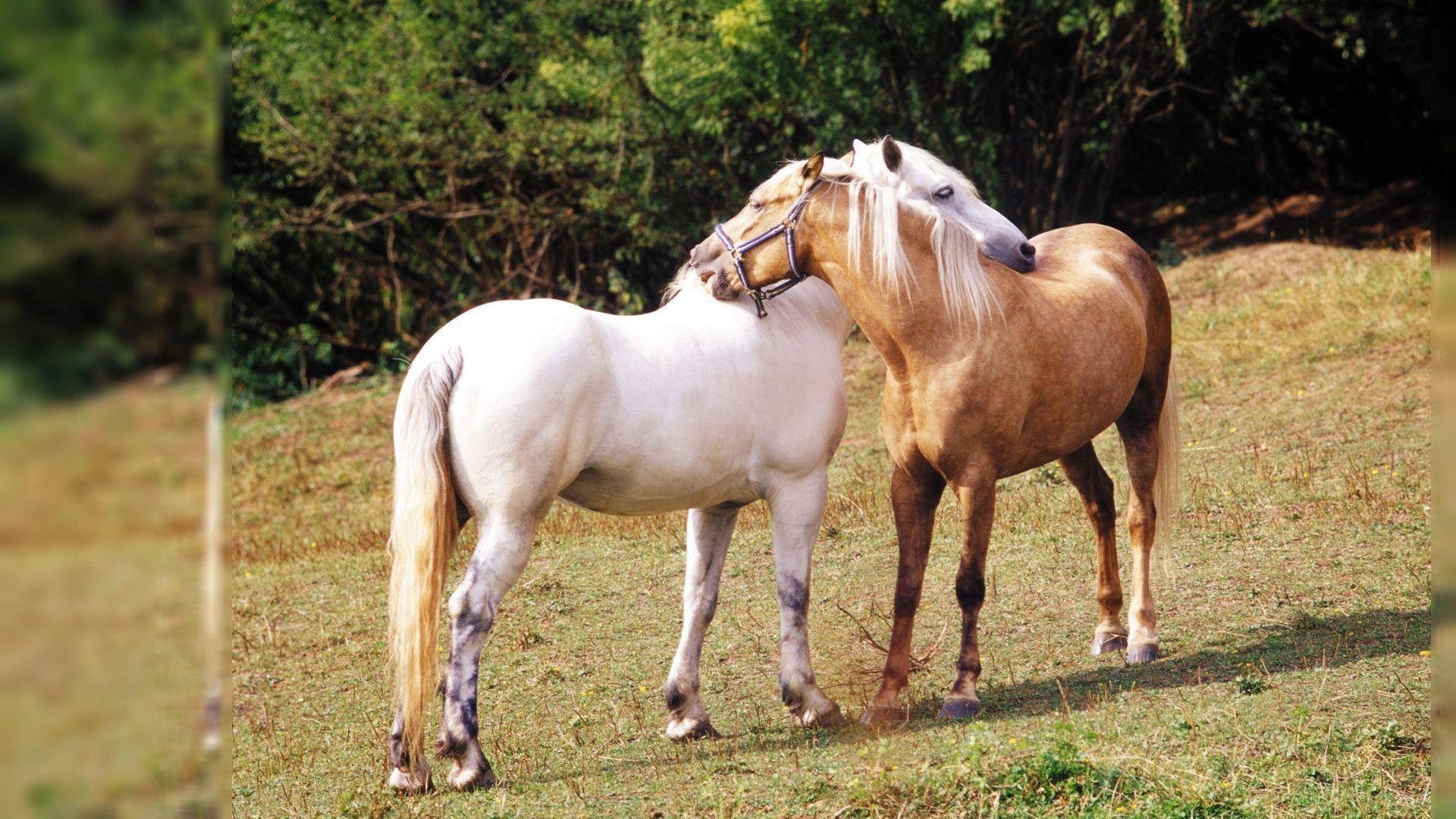 Animals For > Horses Desktop Wallpaper