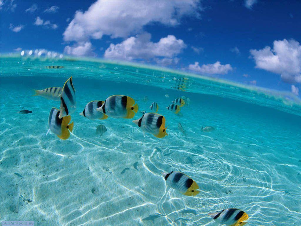 Wallpaper For > Ocean Life Desktop Background