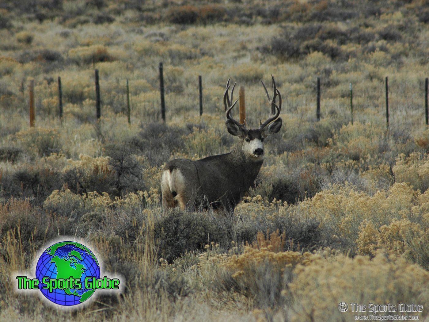 Wallpaper For > Monster Mule Deer Wallpaper