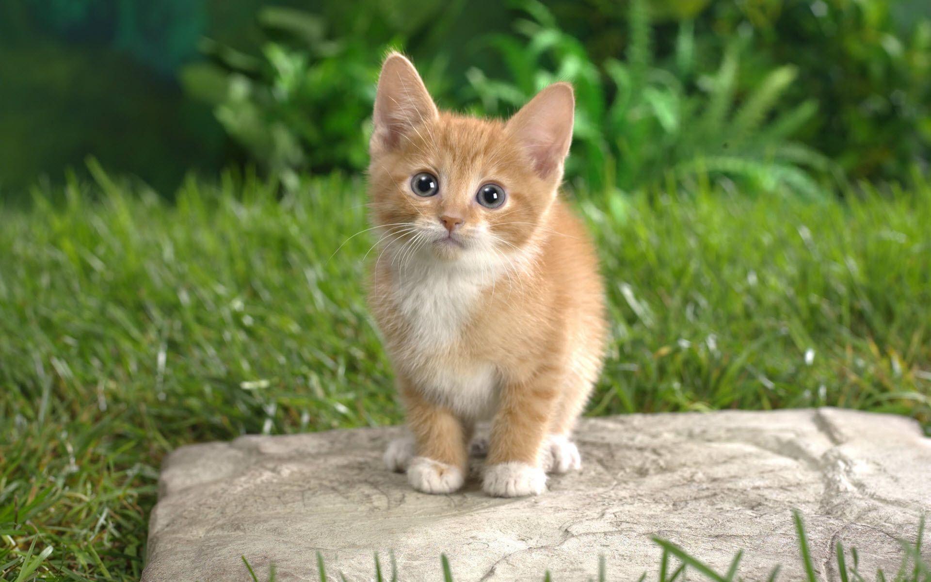 Orange Tabby Kitten wallpaper