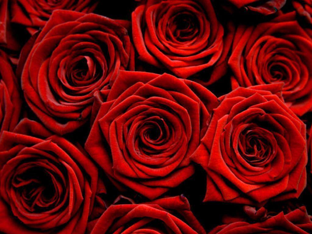 Red Rose Wallpaper. HD Wallpaper Early