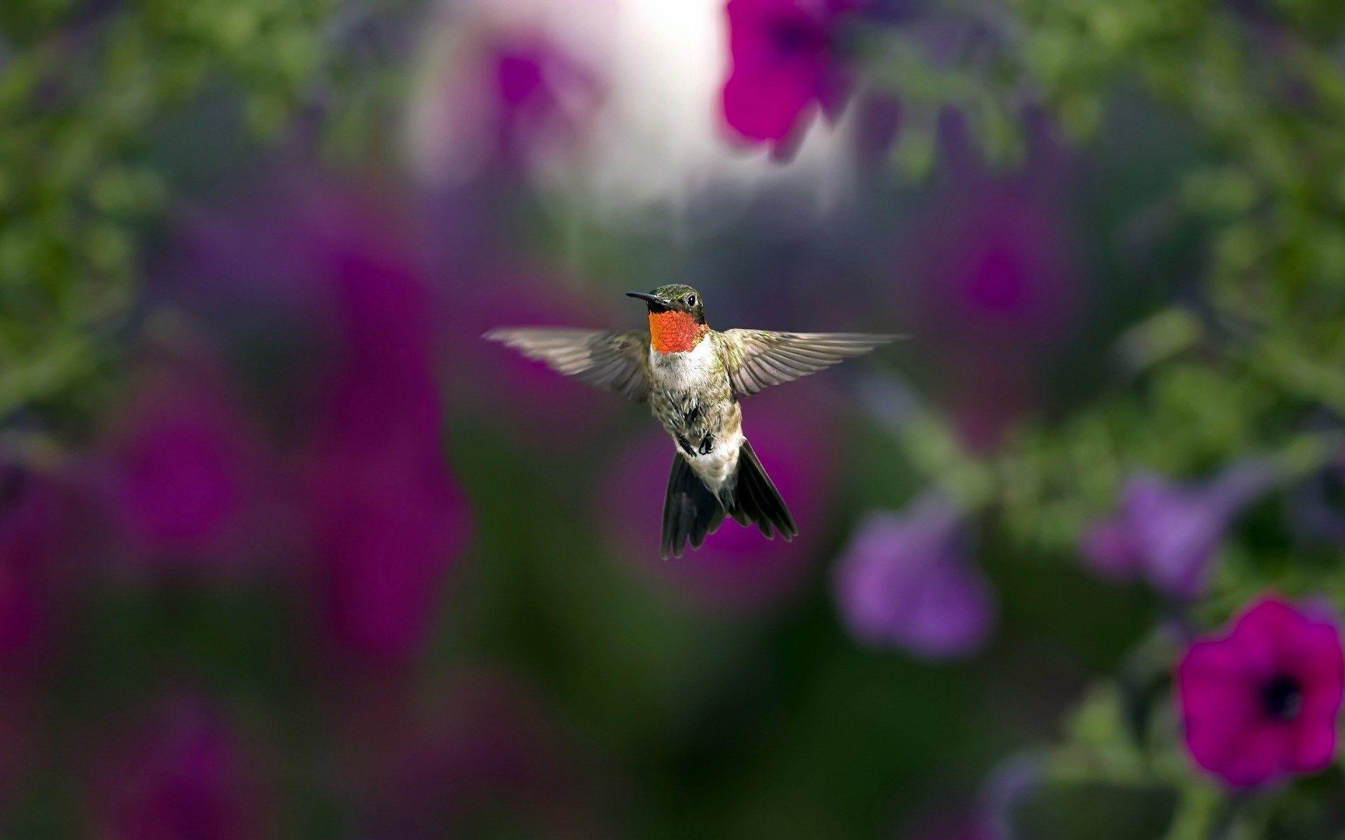 Hummingbird in Flight HD Wallpaper