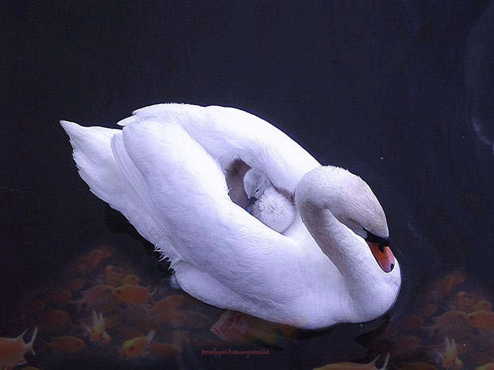 Wallpaper For > Wallpaper Of Swan