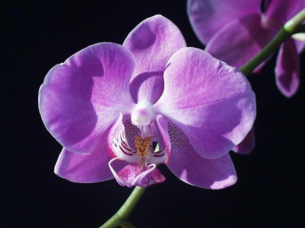Purple Orchid Bloom Wallpaper HD Wallpaper