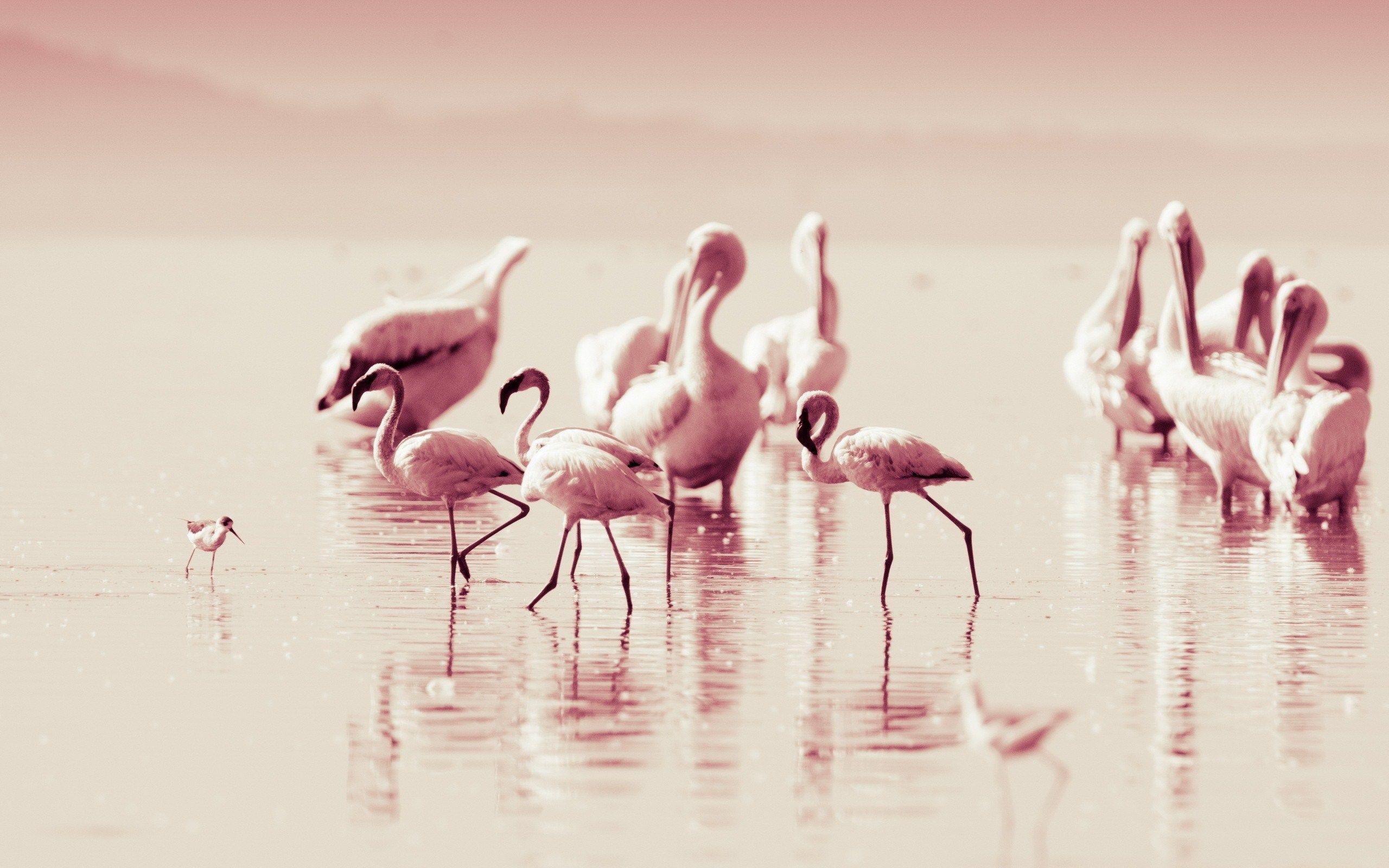 image For > Flamingo Wallpaper Tumblr