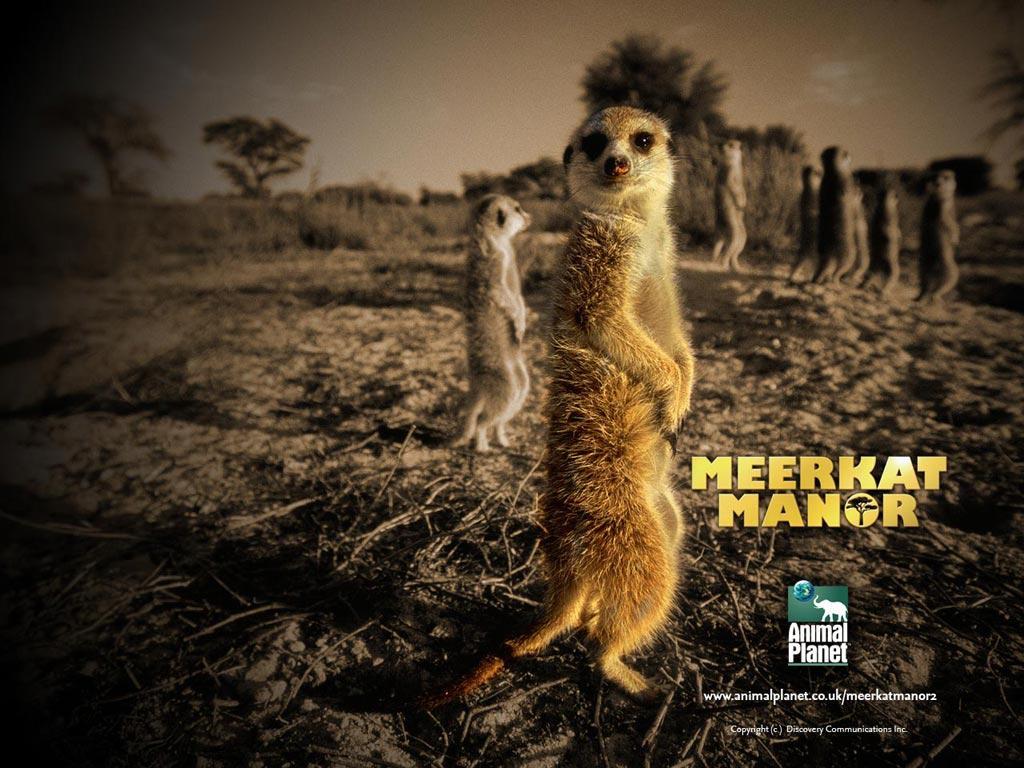 Meerkat Picture
