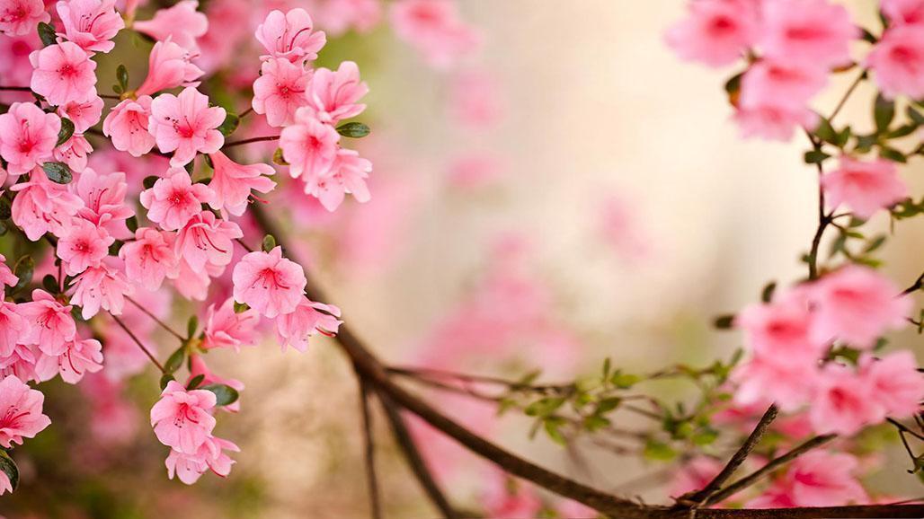 Spring Flowers Live Wallpaper Apps on Google Play