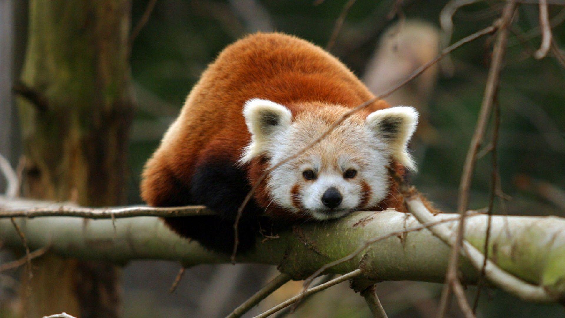 Red Panda Wallpaper