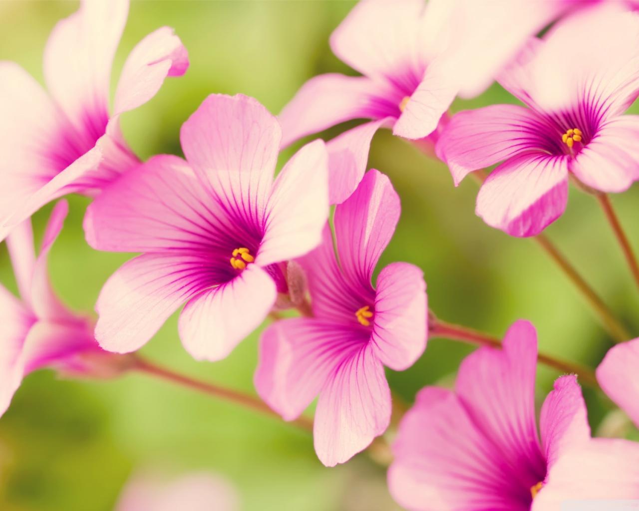 Pink Iris Flower Petals Picture free wallpaper 1280x1024 HD