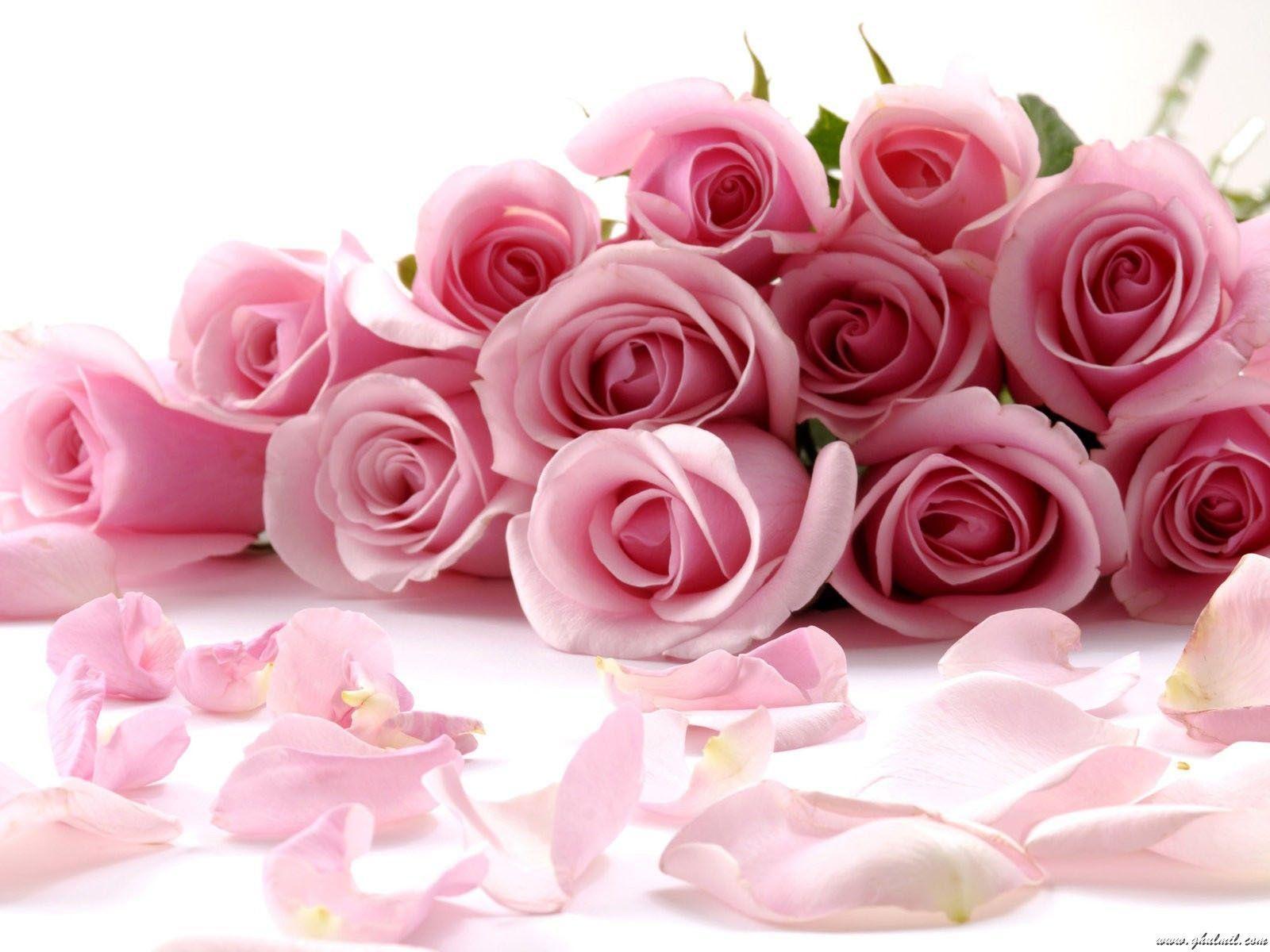 Beautiful pink roses picture Wallpaper Designs
