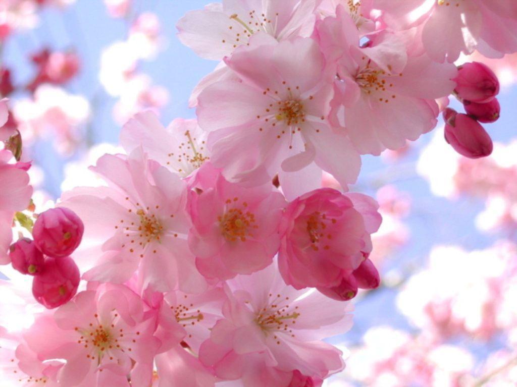 Simple Spring Flowers Pretty Wallpaper, Background, Picture