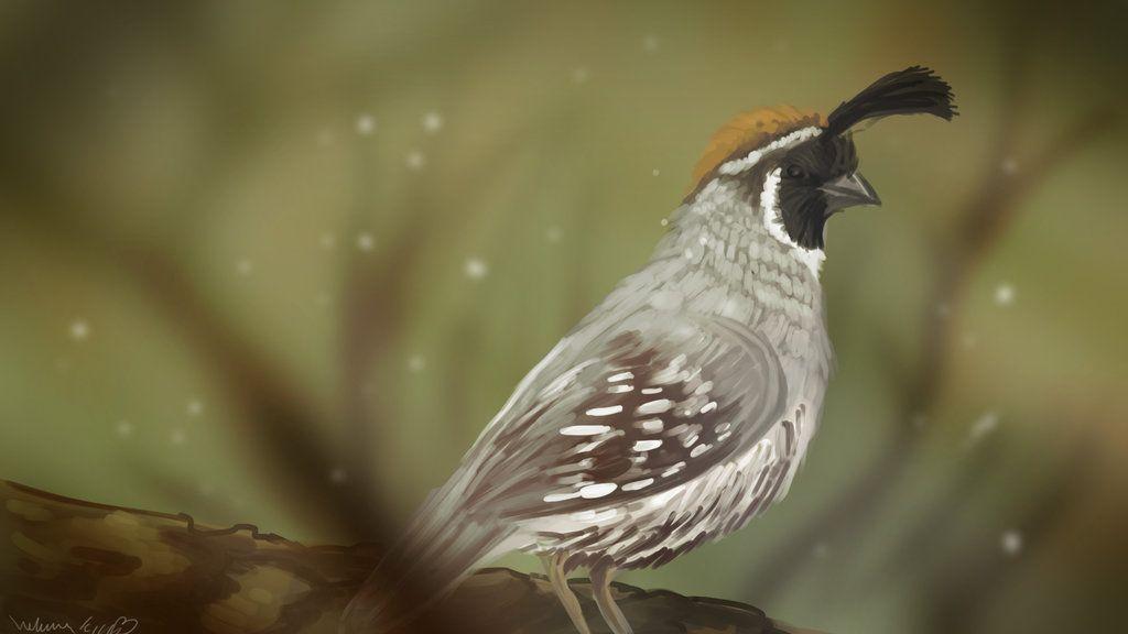 Californian tassel quail
