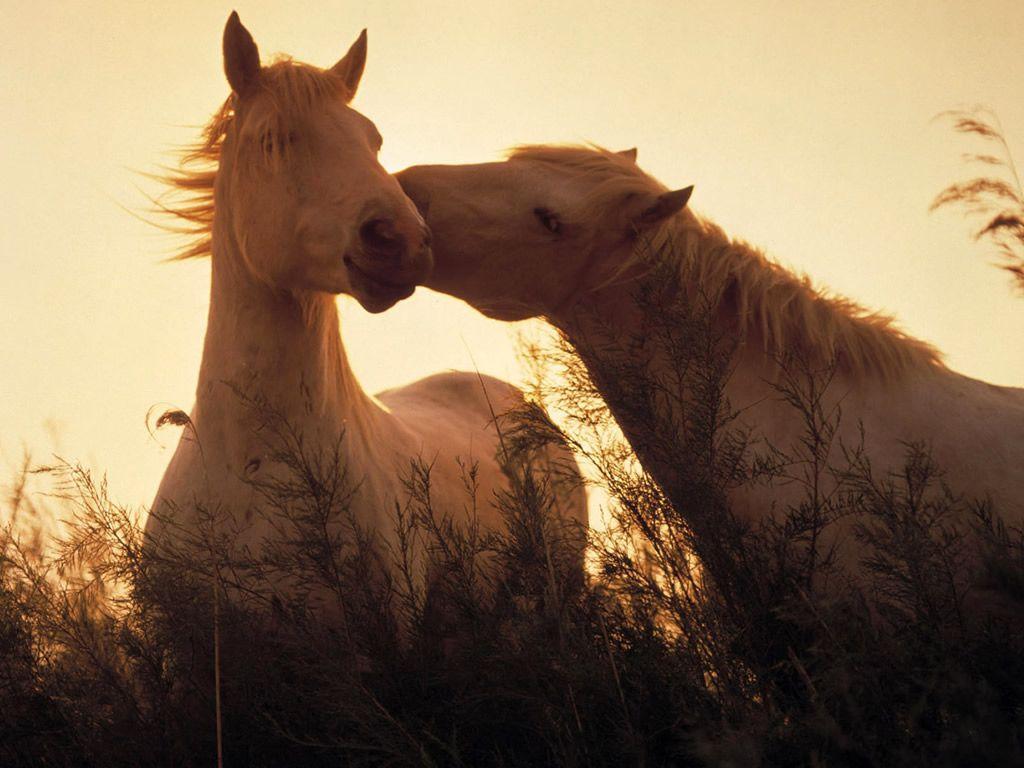 Love 2 Horse 264 HD Wallpaper Picture. Top Background Desktop