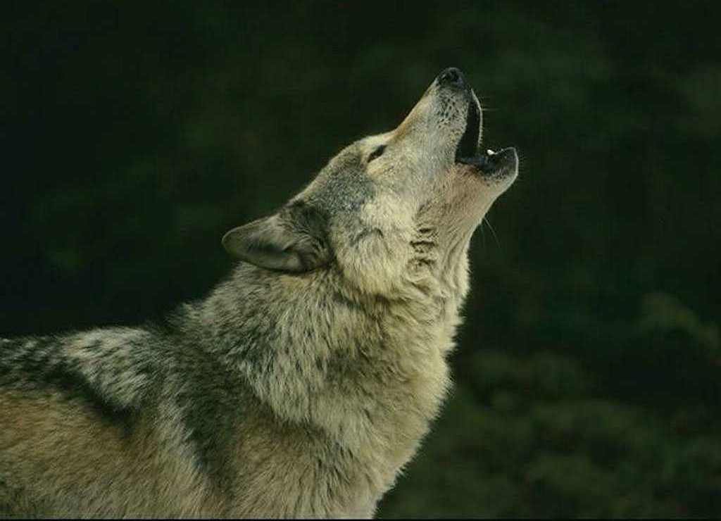 Wolf Desktop Wallpaper