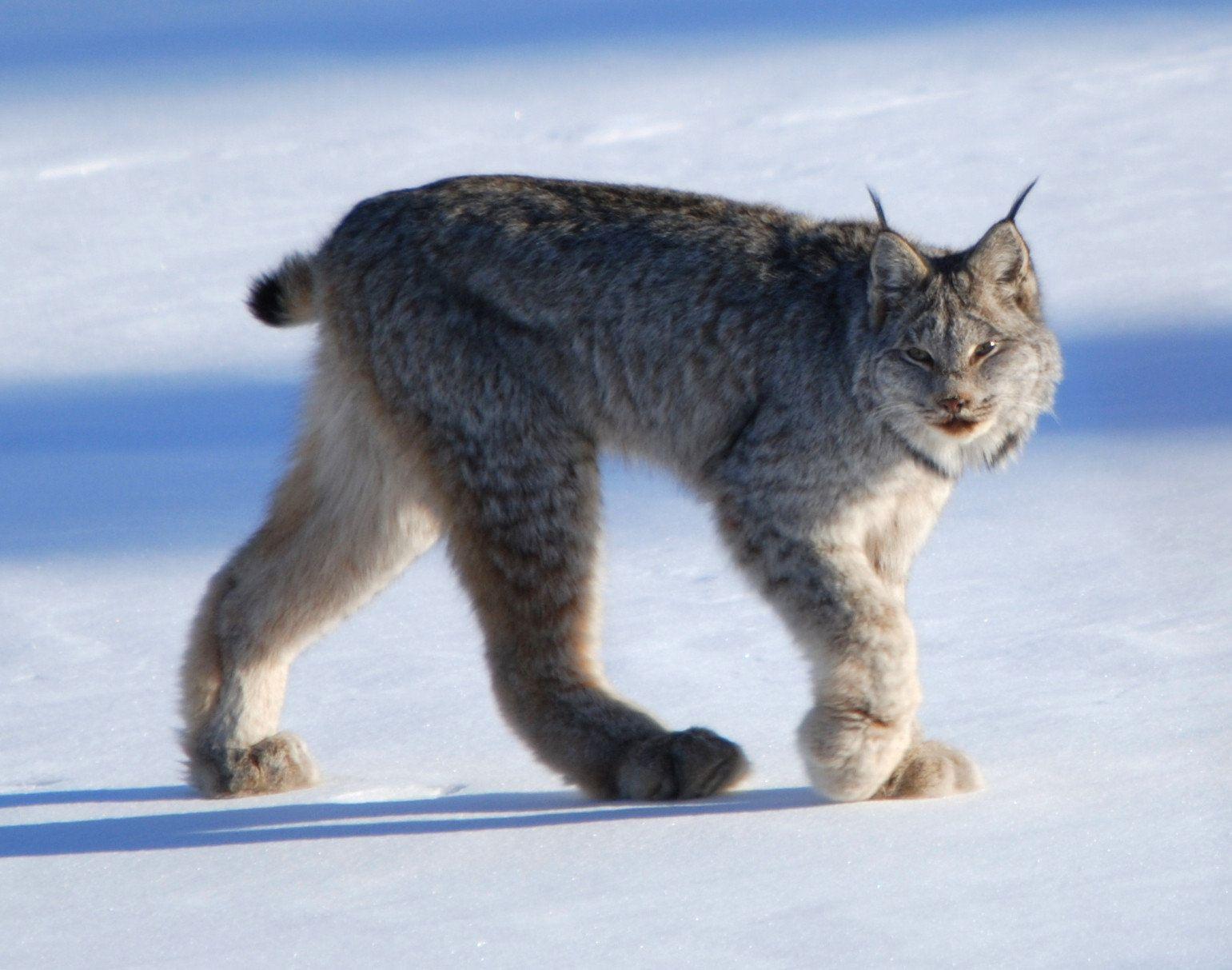 Canadian Lynx Wallpaper- HD Wallpaper OS