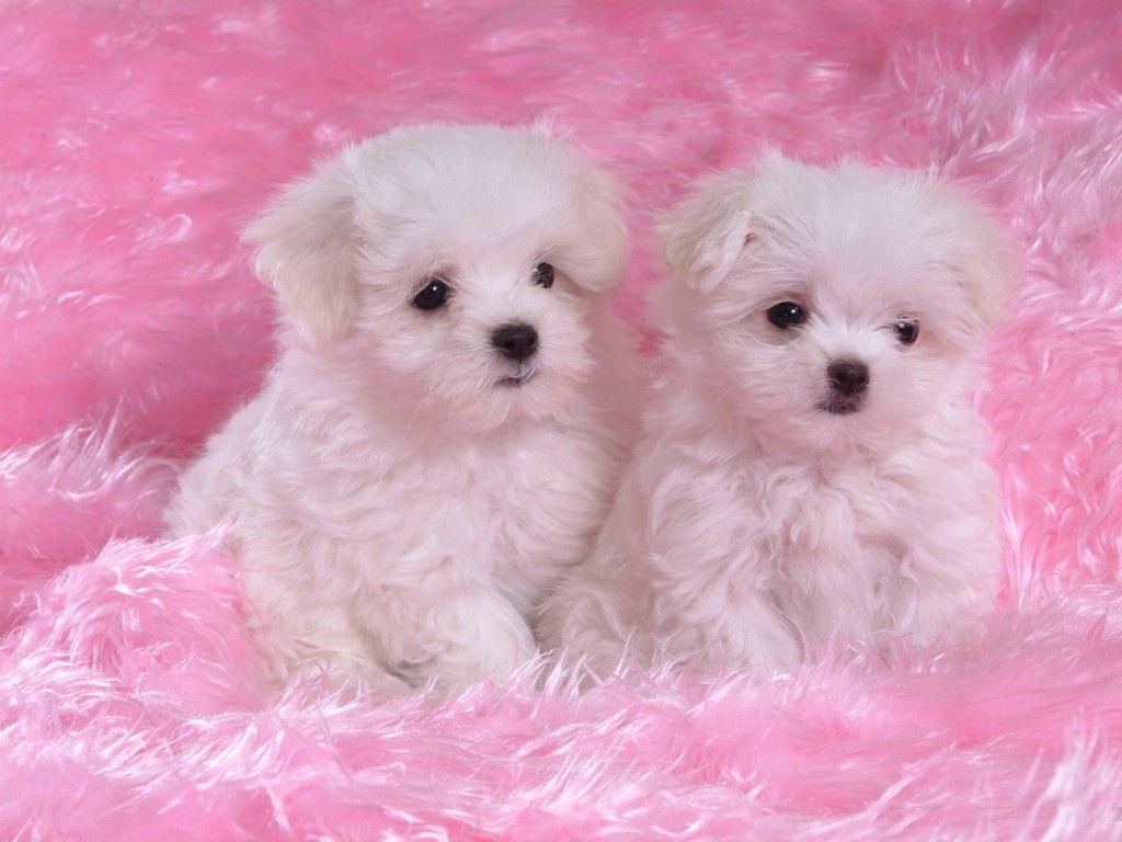 Wallpaper For > Cute White Puppy Wallpaper Desktop